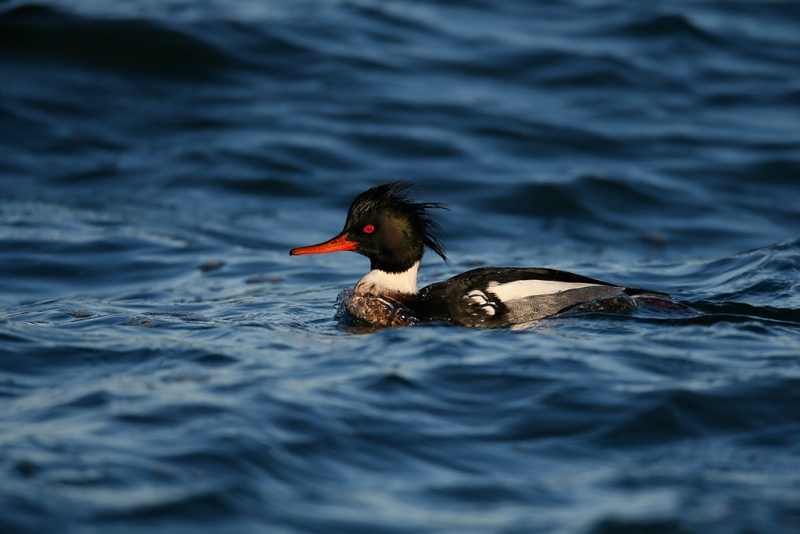 red-breasted-merganser-drake-_q8r0661-barnegat-jetty-nj