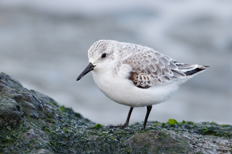 sanderling-first-winter-on-rock-_09u0545-barnegat-jetty-nj