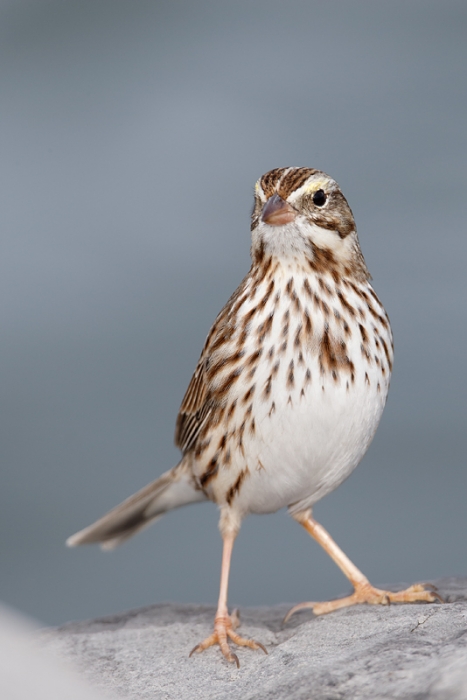 savannah-sparrow-ipswich-race-_09u9449-barnegat-jetty-nj