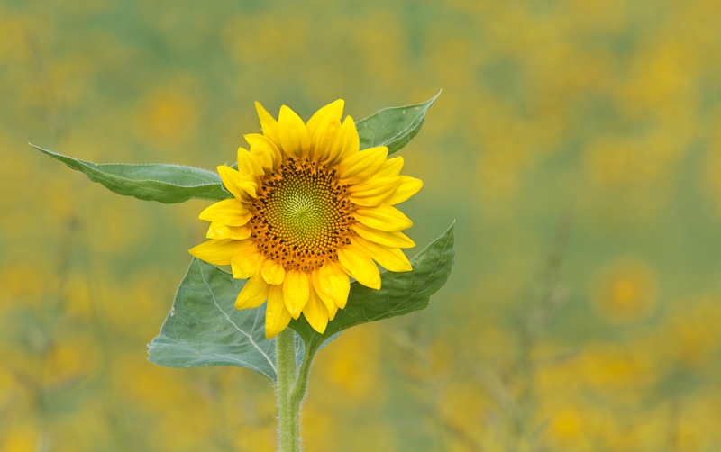 sunflower-at-f-32_a1c7073-newton-nj