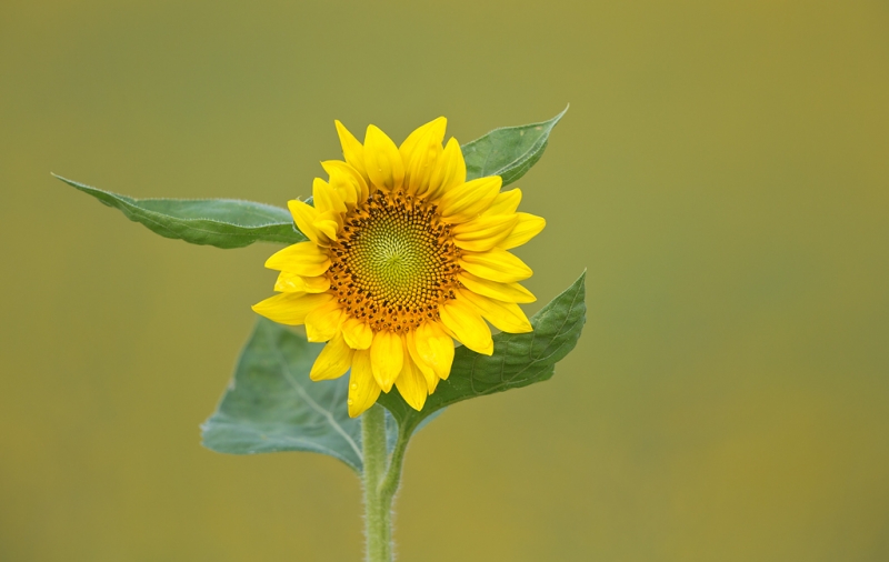 sunflower-at-f-6-3_a1c7071-newton-nj