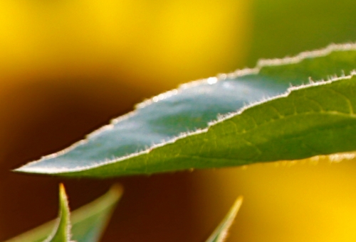 sunflower-backlit-leaf-specular-highlights-removed-_a1c6677-newton-nj