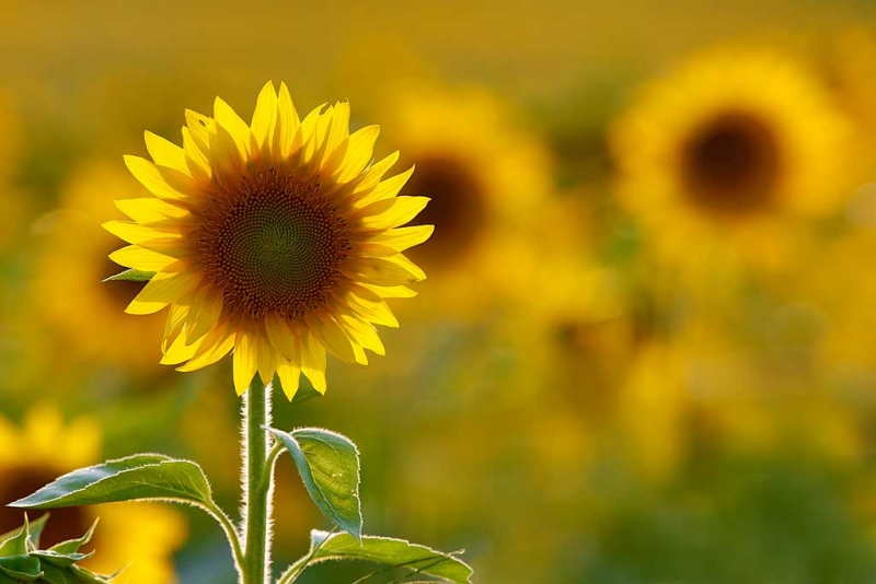 sunflower-backlit-specular-highlights-removed-_a1c6677-newton-nj