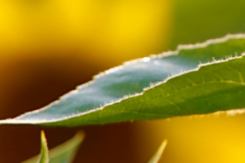 sunflower-orig-with-leaf-leaf-on-edge-backlit-_a1c6677-newton-nj