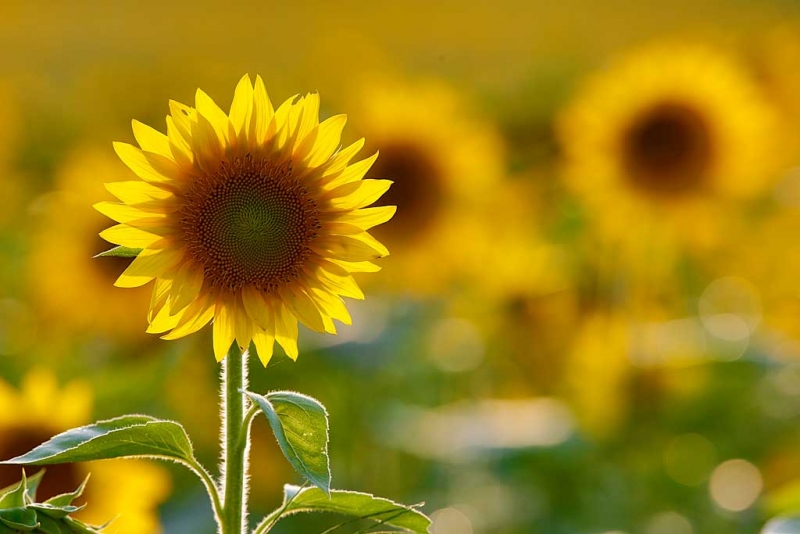 sunflower-orig-with-leaf-on-edge-backlit-_a1c6677-newton-nj