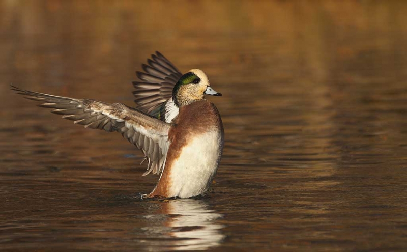 american-wigeon-drake-flapping-_w3c9651-socorro-nm