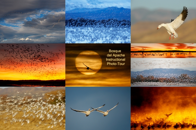 bosque-ipt-snow-geese