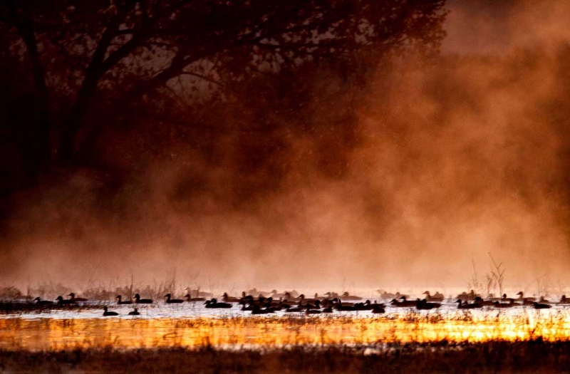 ducks-in-mist-1-6-sec-at-iso-4000-_y9c1180-bosque-del-apache-nwr-san-antonio-nm