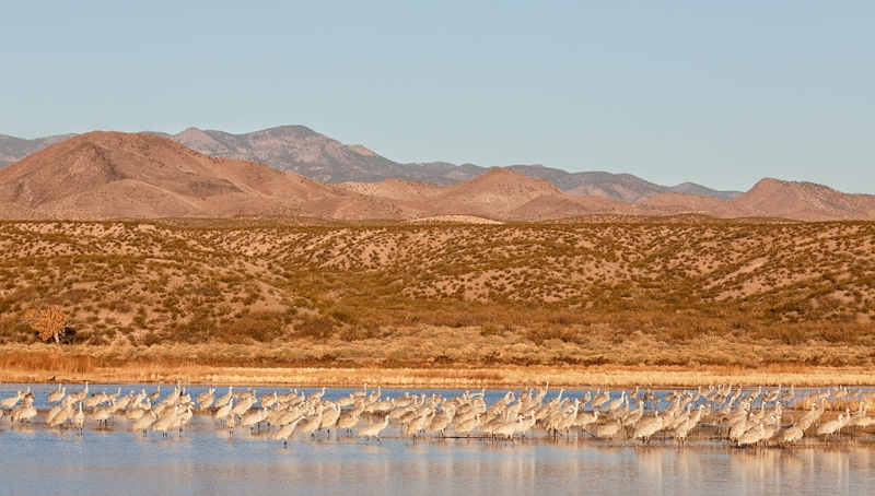 ed-kranepool-in-early-morning-light-_a1c0185-bosque-del-apache-nwr-san-antonio-nm