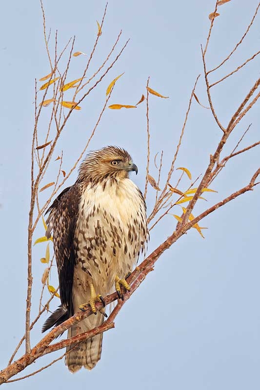 red-tailed-hawk-immature-cefp4-wh-neutr-tc-_y9c0176-bosque-del-apache-nwr-san-antonio-nm_0