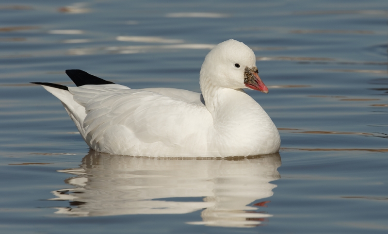 rosss-goose-adult-_09u3906-bosque-del-apache-nwr-san-antonio-nm