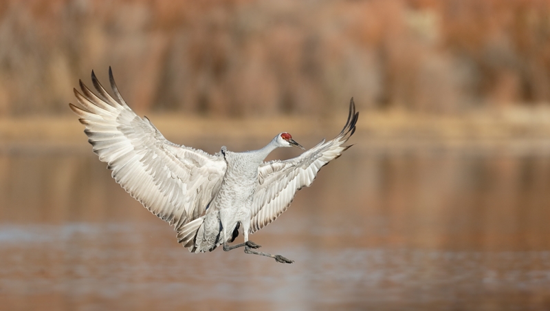 sandhill-crane-braking-bpn-for-landing-feet-extended-_09u5325-bosque-del-apache-nwr-san-antonio-nm