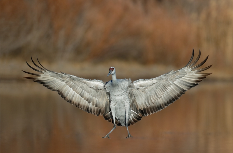 sandhill-crane-braking-to-land-_09u5313-bosque-del-apache-nwr-san-antonio-nm