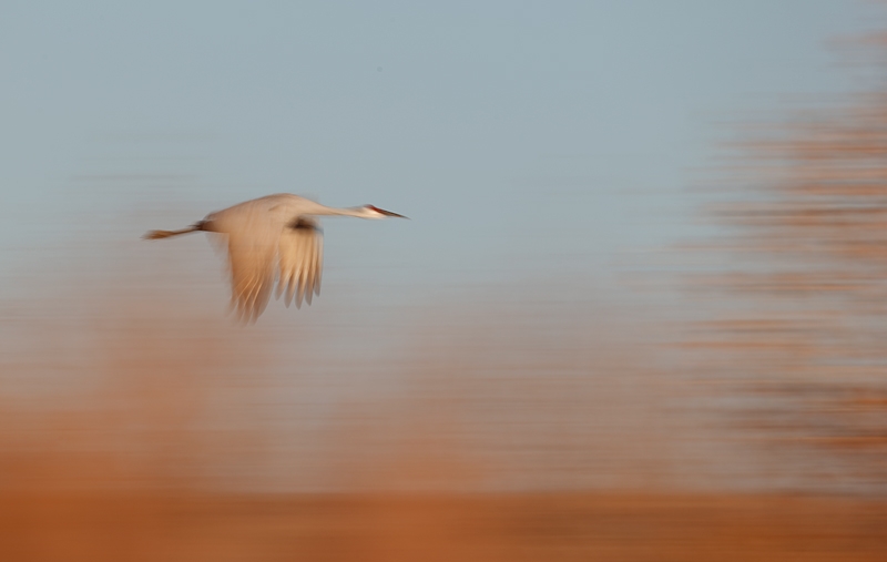 sandhill-crane-cottonwood-blur-_09u2655-bosque-del-apache-nwr-san-antonio-nm