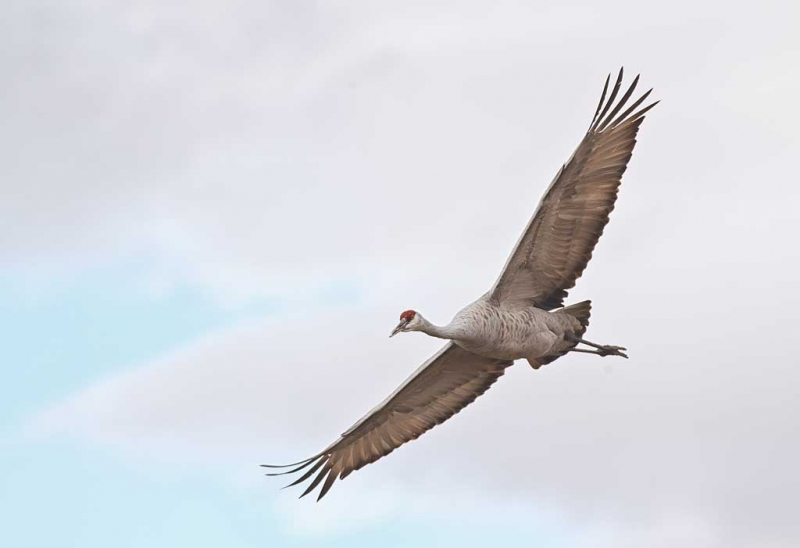 sandhill-crane-flight-_w3c0069-bosque-del-apache-nwr-san-antonio-nm