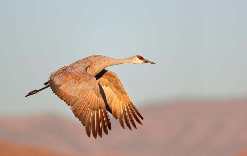 sandhill-crane-flight-downstroke-eml-_09u1009-bosque-del-apache-nwr-san-antonio-nm