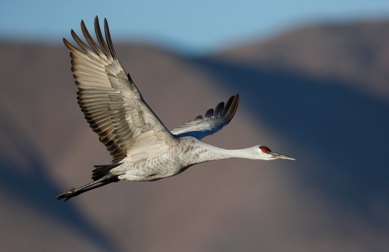 sandhill-crane-flight-dramatic-light-against-mountain-_09u2175-bosque-del-apache-nwr-san-antonio-nm