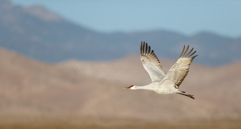 sandhill-crane-flight-pano-w-chupadera-mtns-_09u6945-bosque-del-apache-nwr-san-antonio-nm