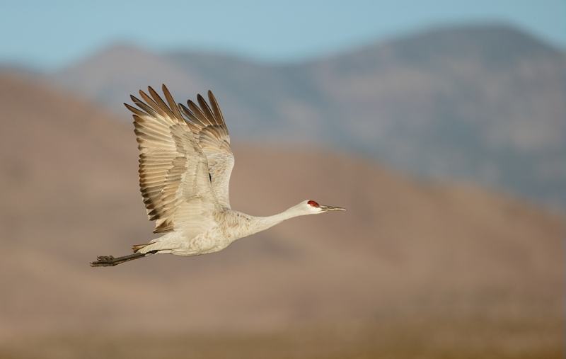 sandhill-crane-in-flight-bpn-wings-fully-up-_09u0119-bosque-del-apache-nwr-san-antonio-nm