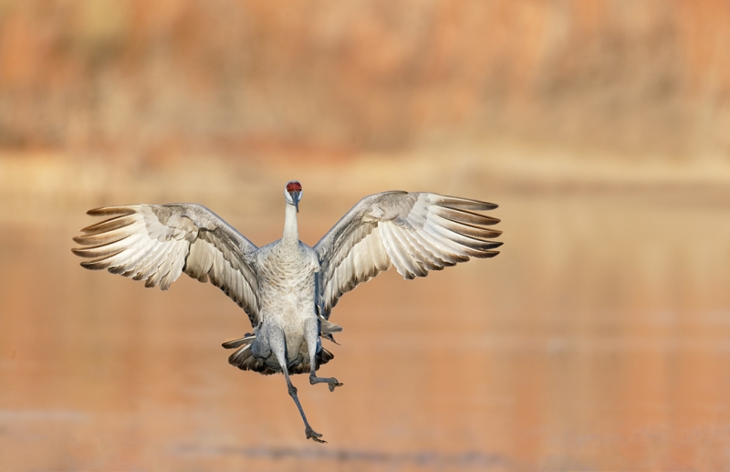 sandhill-crane-landing-_09u5384-bosque-del-apache-nwr-san-antonio-nm