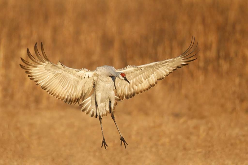 sandhill-crane-landing-b-_y9c0605-bosque-del-apache-nwr-san-antonio-nm