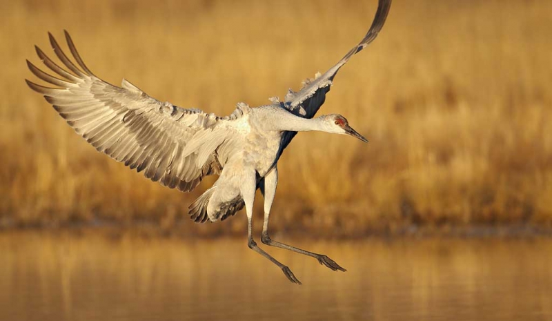 sandhill-crane-landing-feet-out-_y9c0284-bosque-del-apache-nwr-san-antonio-nm