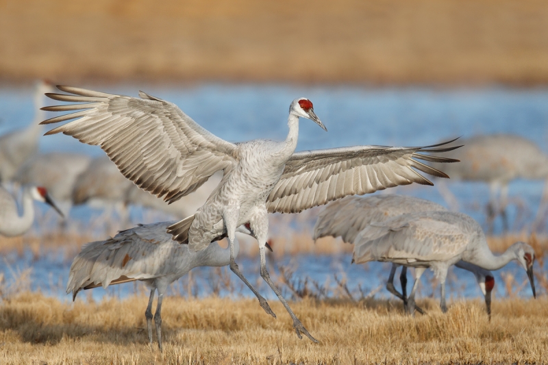 sandhill-crane-landing-sharper-optimized-_y9c8704-bosque-del-apache-nwr-san-antonio-nm