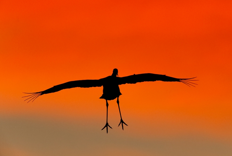 sandhill-crane-landing-silh-bill-moved-_09u1524-bosque-del-apache-nwr-san-antonio-nm-copy