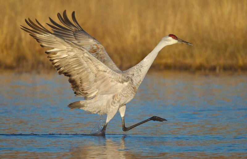 sandhill-crane-running-display-re-do-_y9c0252-bosque-del-apache-nwr-san-antonio-nm-copy