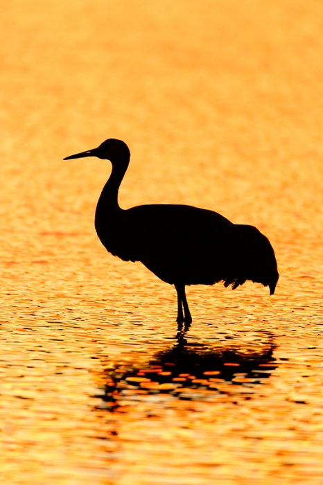 sandhill-crane-silh-_09u1515-bosque-del-apache-nwr-san-antonio-nm