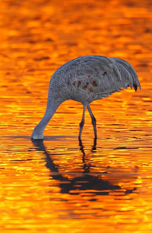 sandhill-crane-silhouette-bird-lightened-nik-_y9c0138-bosque-del-apache-nwr-san-antonio-nm