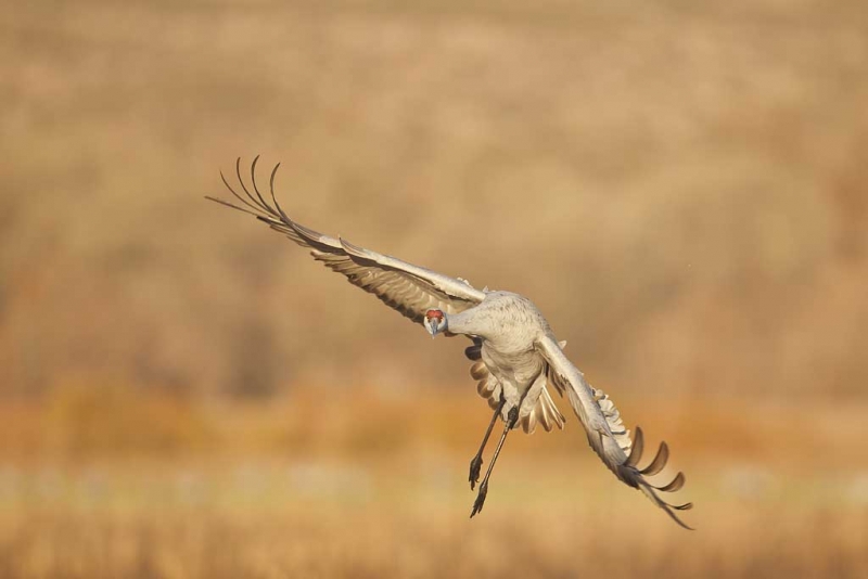 sandhill-crane-wheeling-in-flight-_y9c7693-bosque-del-apache-nwr-san-antonio-nm