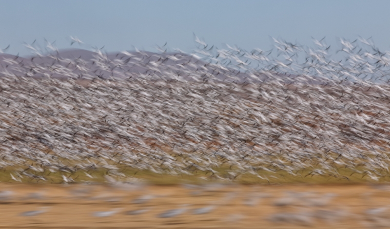 snow-doose-crane-two-way-blur-1-13-sec-_a1c1479-bosque-del-apache-nwr-san-antonio-nm