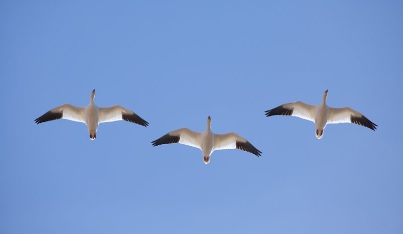 snow-geese-3-in-flight-from-below-_a1c8900-bosque-del-apache-nwr-san-antonio-nm