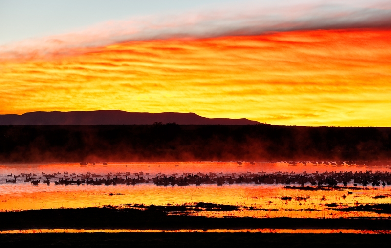 snow-geese-at-sunrise-_09u0049-bosque-del-apache-nwr-san-antonio-nm