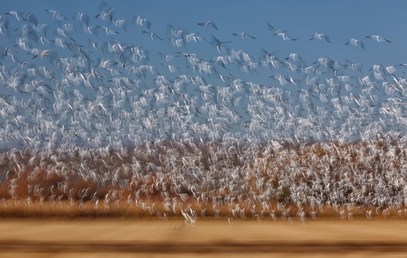 snow-geese-blast-1-13-sec-moved-camera-_a1c1441-bosque-del-apache-nwr-san-antonio-nm