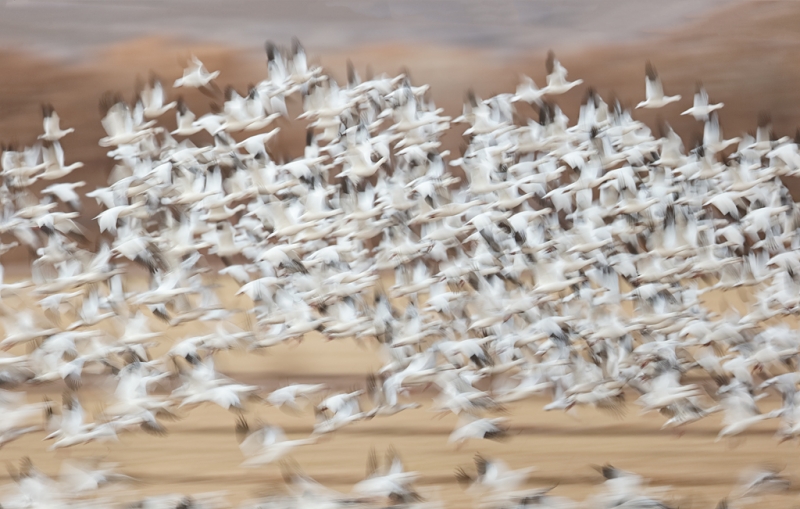 snow-geese-blast-farm-fields-_09u3420-bosque-del-apache-nwr-san-antonio-nm