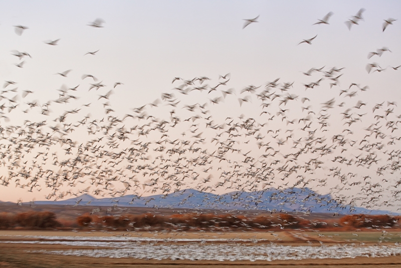 snow-geese-blast-off-1-15-sec-_a1c0694-bosque-del-apache-nwr-san-antonio-nm