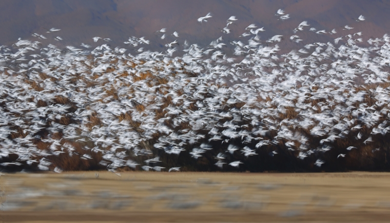 snow-geese-blast-off-pano-_a1c1447-bosque-del-apache-nwr-san-antonio-nm