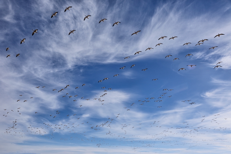 snow-geese-flock-24-105-_w5c1058-bosque-del-apache-nwr-san-antonio-nm