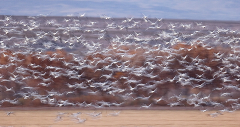 snow-geese-flock-blr-1-8-sec-_09u2847-bosque-del-apache-nwr-san-antonio-nm