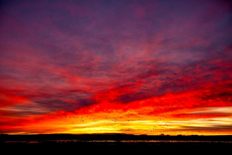 snow-geese-in-fiery-sunrise-_mg_0195-bosque-del-apache-nwr-san-antonio-nm