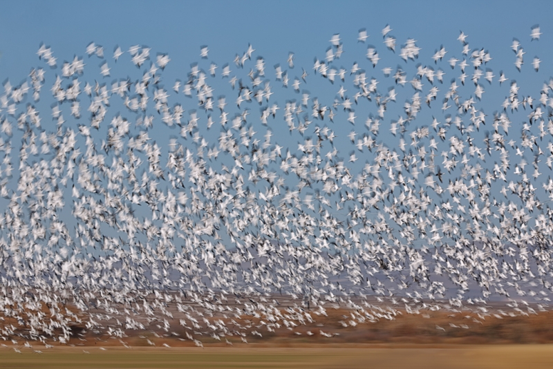 snow-geese-massive-blast-off-1-13-sec-_a1c1483-bosque-del-apache-nwr-san-antonio-nm_0