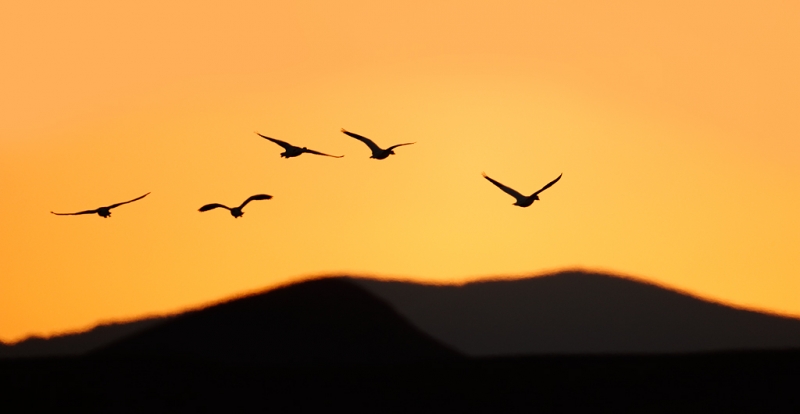 snow-geese-over-mountains-at-sunset-yellow-sky-_09u3409-bosque-del-apache-nwr-san-antonio-nm