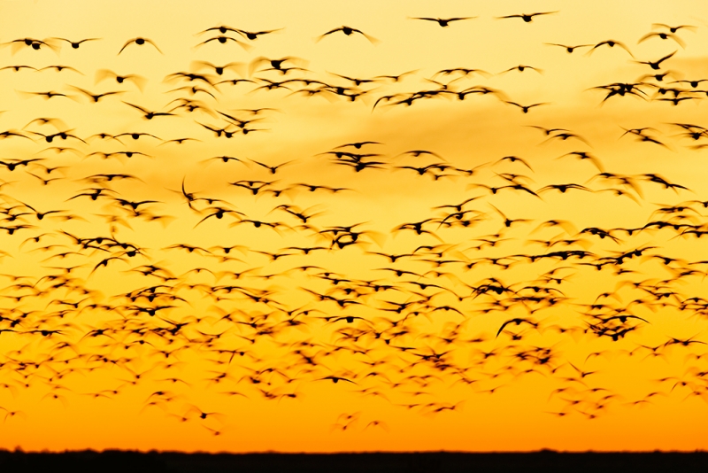 snow-geese-pre-dawn-fly-in-clear-sky-_09u0884-bosque-del-apache-nwr-san-antonio-nm