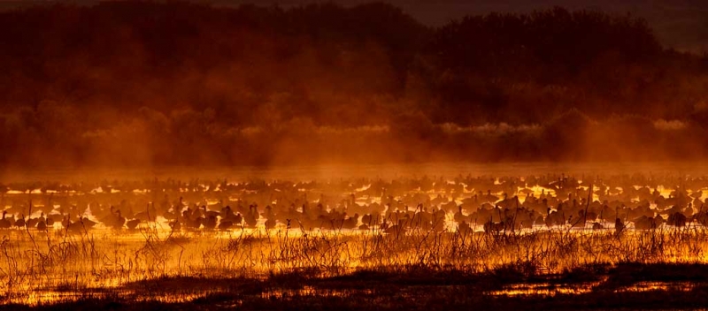 snow-geese-quasi-fire-in-the-mist-_w3c9363-bosque-del-apache-nwr-san-antonio-nm