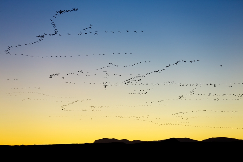 snow-geese-skeins-at-sunset-_a1c1124-bosque-del-apache-nwr-san-antonio-nm