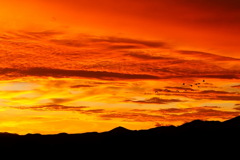 snow-geese-small-flock-spectacular-sunset-_w3c4562-bosque-del-apache-nwr-san-antonio-nm
