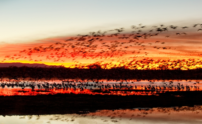 snow-geese-sunrise-fly-in-1-15-sec-_09u0022-bosque-del-apache-nwr-san-antonio-nm