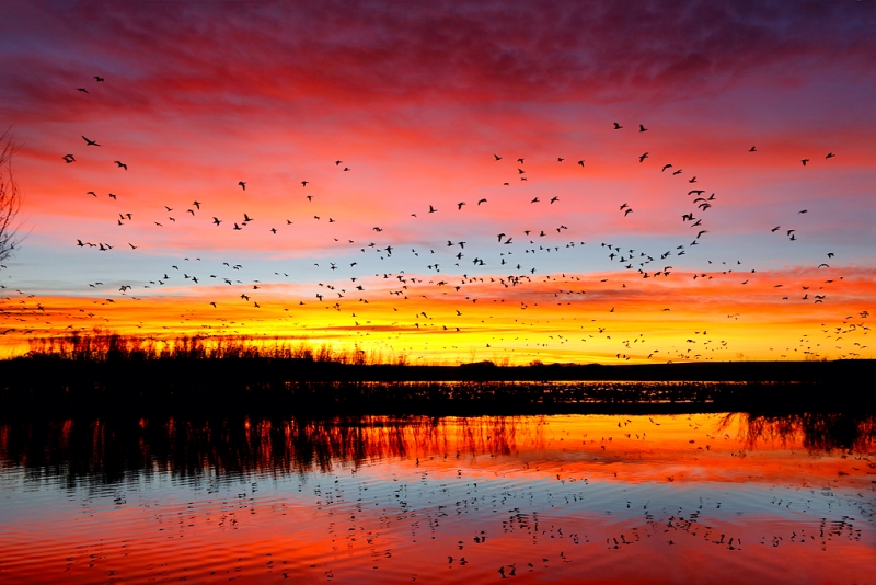 snow-geese-sunrise-fly-in-_w5c0984-bosque-del-apache-nwr-san-antonio-nm